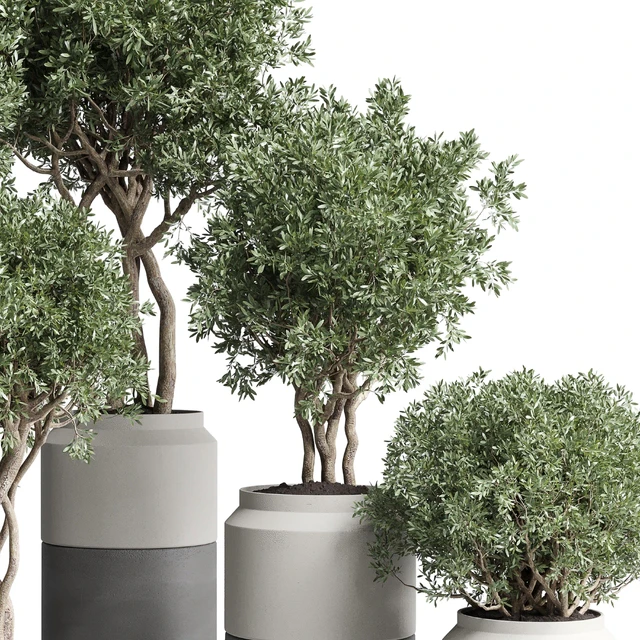 Collection Indoor plant 189 concrete dirt vase pot Tree — Descargar