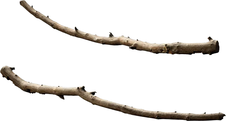 tree branch 005 — Descargar
