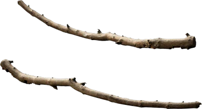 tree branch 005 — Descargar