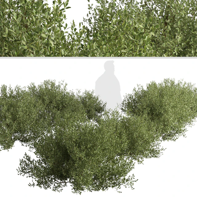 Set of Buxus bodinieri Shrubs (Buxus) (3 Shrubs) — Descargar