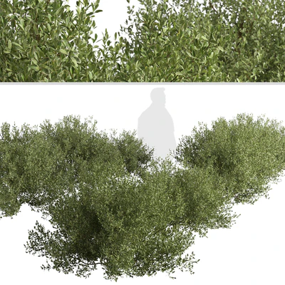 Set of Buxus bodinieri Shrubs (Buxus) (3 Shrubs) — Ver 5