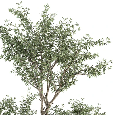 indoor Plant Set 275 - Olive Plants Set in pot — Ver 4