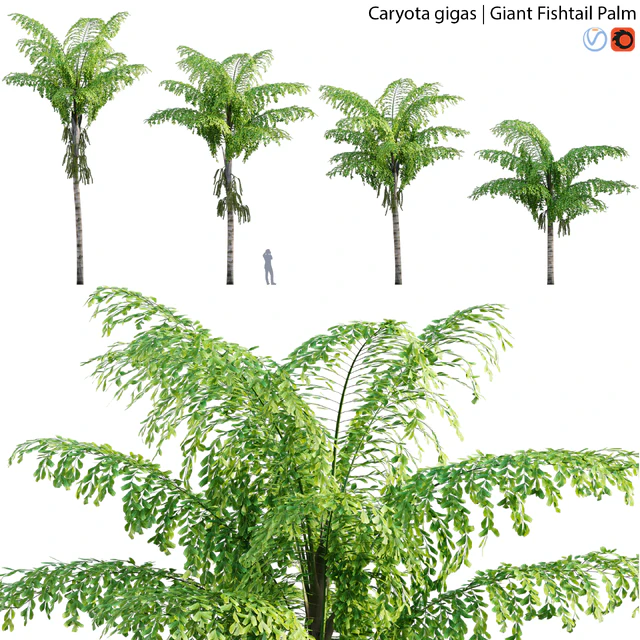 Caryota gigas - Giant Fishtail Palm - Caryota Mitis - 01 — Descargar