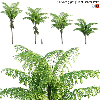 Caryota gigas - Giant Fishtail Palm - Caryota Mitis - 01 — Ver 1