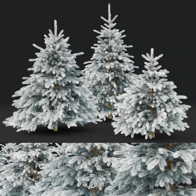 Spruce winter — Вид 3