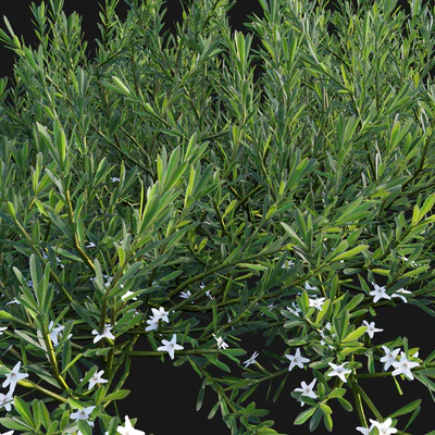 Myoporum Parvifolium - Yareena 02 — Вид 3