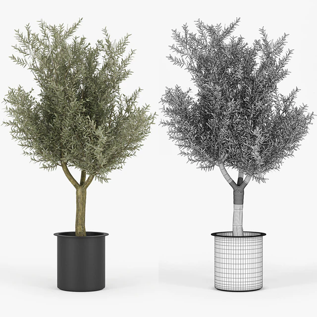 Olive Tree — Descargar