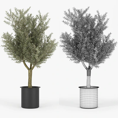 Olive Tree — Ver 3