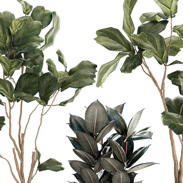 Set of beautiful trees in pots Ficus lyre, Ficus Lyrata and Ficus elastica, Ficus Robusta. 1244 — Descargar