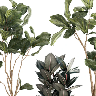 Set of beautiful trees in pots Ficus lyre, Ficus Lyrata and Ficus elastica, Ficus Robusta. 1244 — Ver 5