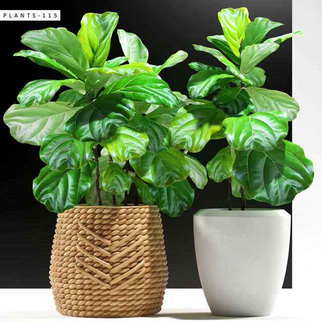 PLANTS 115 — Descargar
