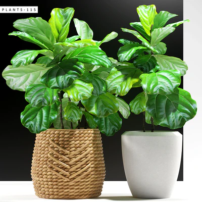 PLANTS 115 — Ver 1