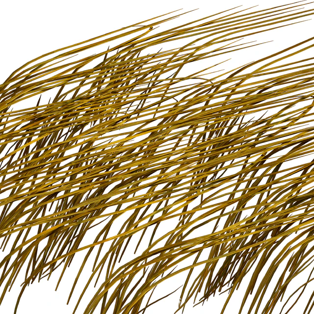 Трава в воде. Водоросли. Цицания водная. Водяная трава. — Скачать