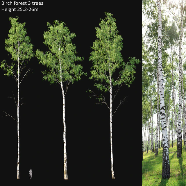 Birch forest part 1 — Скачать