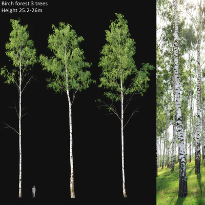 Birch forest part 1 — Вид 1