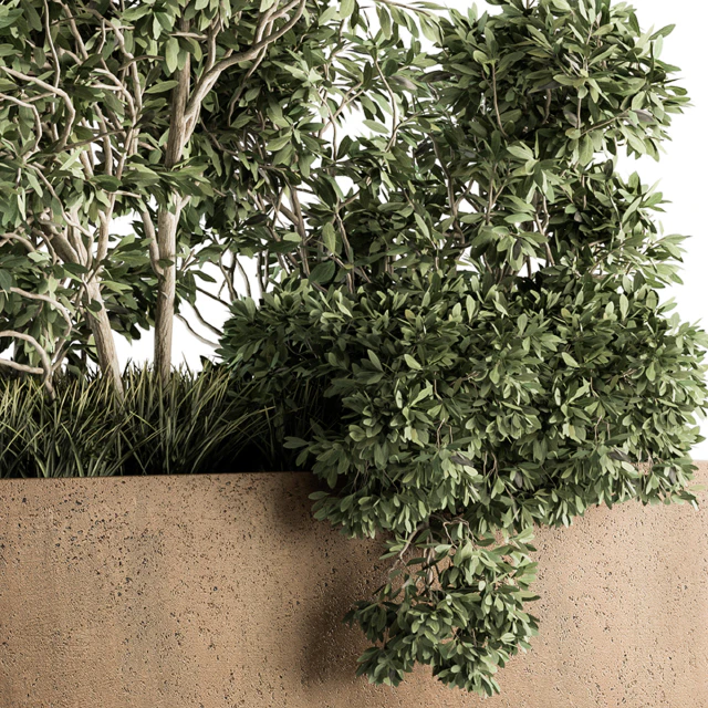 Outdoor Plants Olive - Set 82 — Descargar