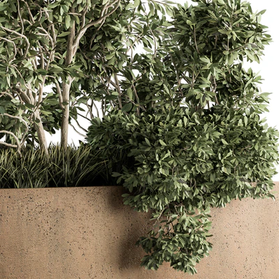 Outdoor Plants Olive - Set 82 — Ver 4