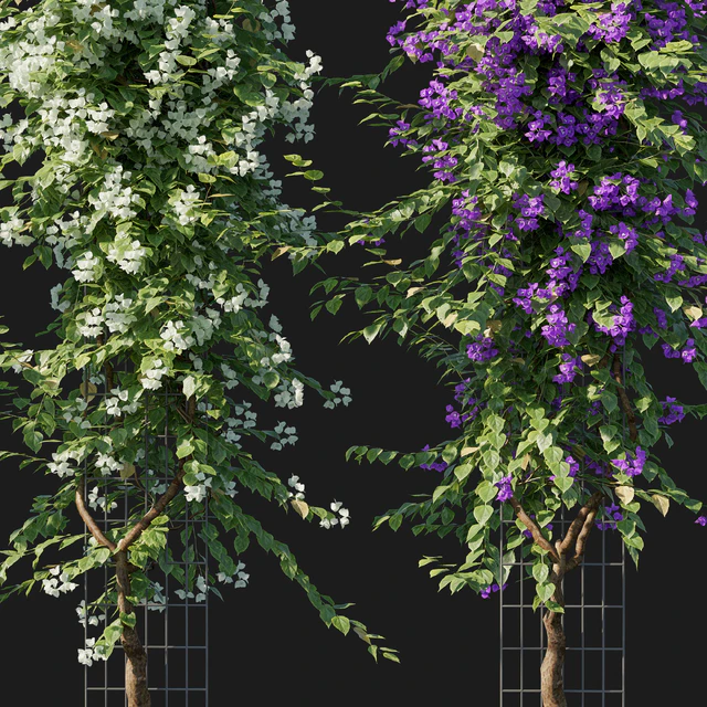 Bougainvillea 09 — Скачать