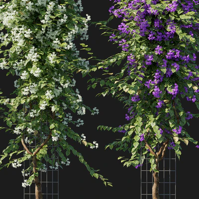 Bougainvillea 09 — Вид 3