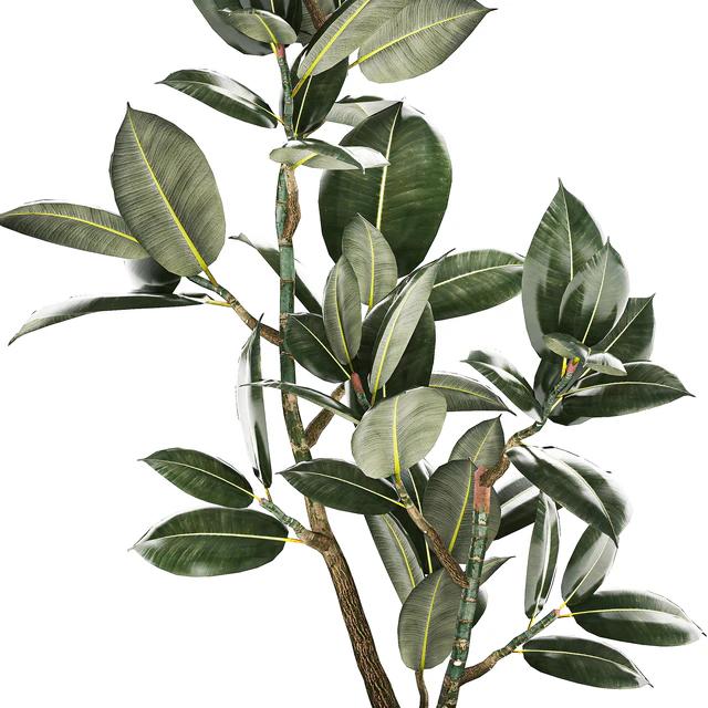 Beautiful small tree in a modern pot Ficus rubbery, elastica, Ficus Abidjan, Ficus Robusta. 1235 — Descargar