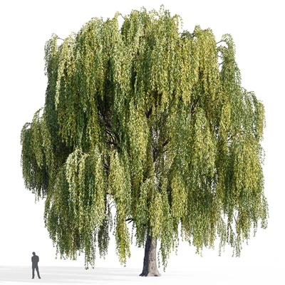 Ива (Salix, Willow) — Вид 6