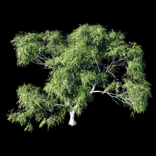 Eucalyptus 8 — Скачать