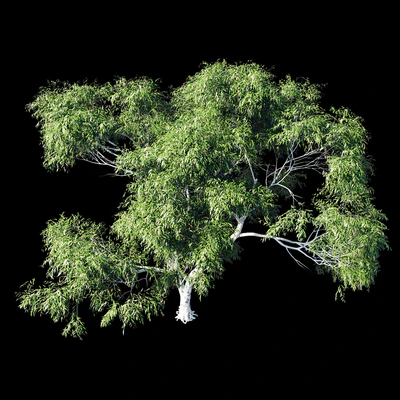 Eucalyptus 8 — Вид 5