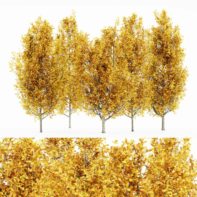 Cypress Oak Fall 5 tree — Descargar