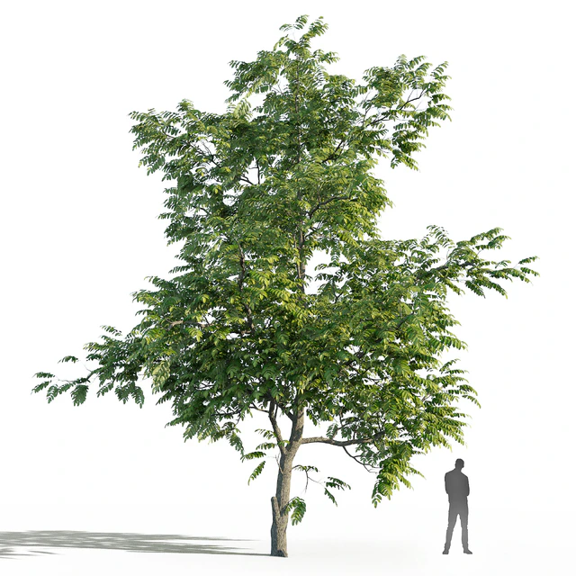 Juglans mandshurica trees (Орех маньчжурский ) — Скачать