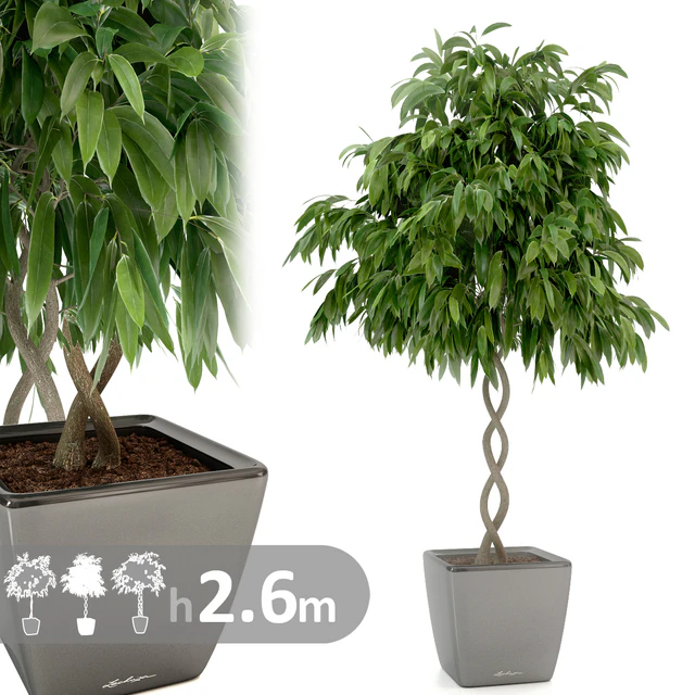 Фикус Али спираль / Ficus binnendijkii — Скачать