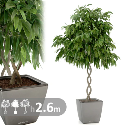 Фикус Али спираль / Ficus binnendijkii — Вид 1