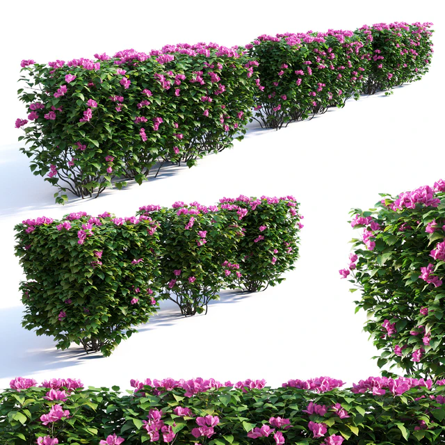 Bougainvillea Hedge 0.8 m Height — Скачать