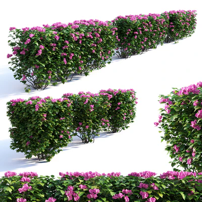 Bougainvillea Hedge 0.8 m Height — Вид 1