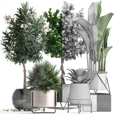 Plant collection 297. Lemon tree, bromeliad, chamerops, oleander, tree, banana, luxury, flowering tree, luxury decor, small tree, Chamaerops palm — Ver 2