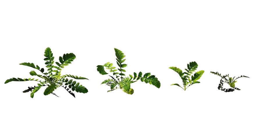 bog marshcress 001 — Descargar