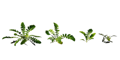 bog marshcress 001 — download