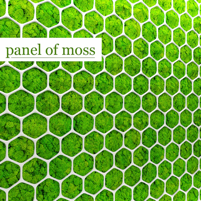 Stabilized moss, Panel, green wall, landscaping, phytowall, phytomodule — Descargar