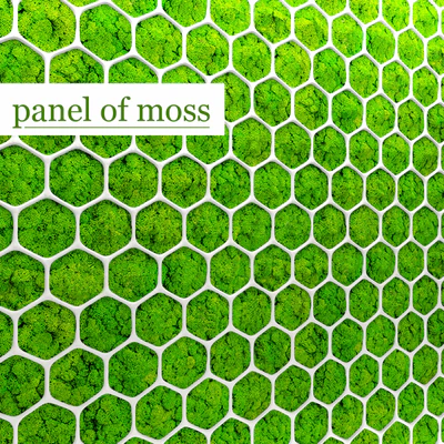 Stabilized moss, Panel, green wall, landscaping, phytowall, phytomodule — Ver 1