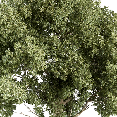 Elm Tree - Tree Set 230 — Вид 3