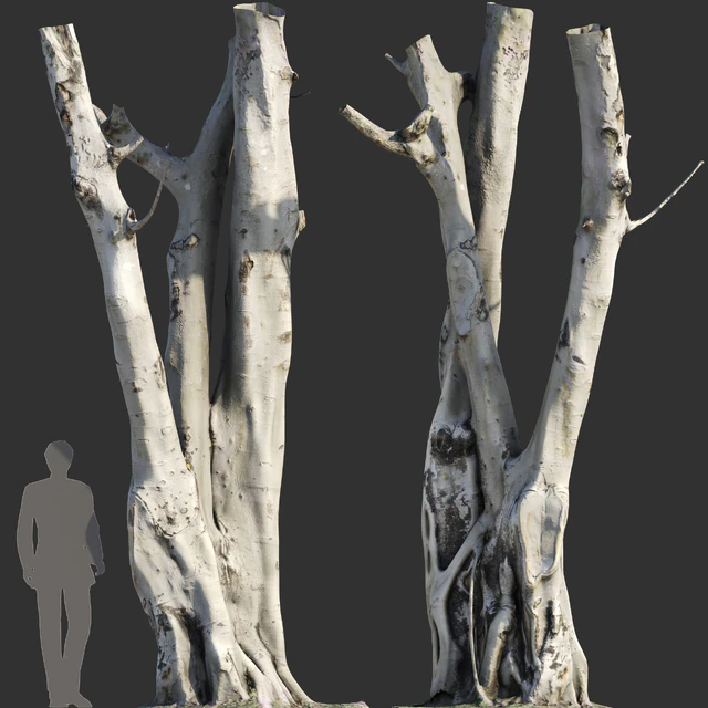 Ficus religiosa Tree Trunk — Скачать