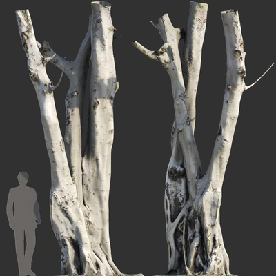 Ficus religiosa Tree Trunk — Вид 1