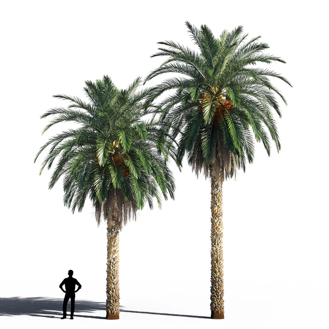 Date palm 2 — Скачать