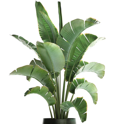 Beautiful lush decorative Banana palm in a modern luxury pot on legs with strelitzia, indoor banana. Set 446. — Ver 5
