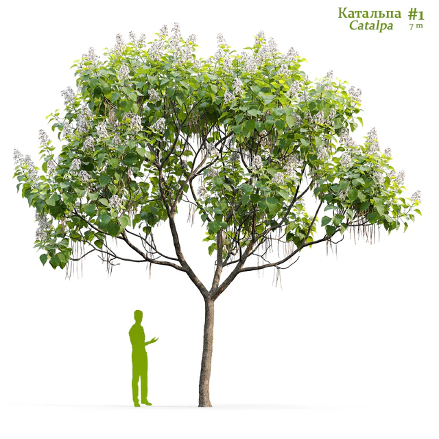 Catalpa #1 — Descargar