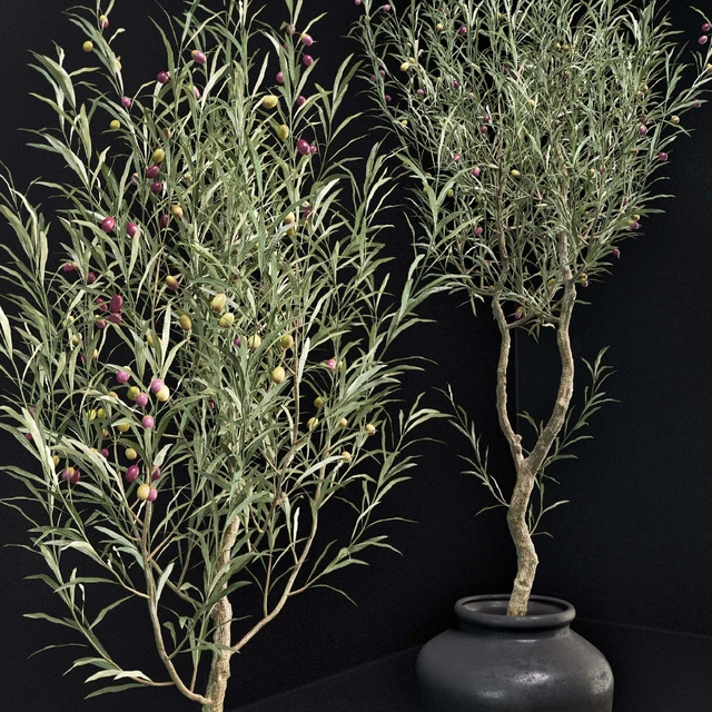 Olive Tree — Descargar