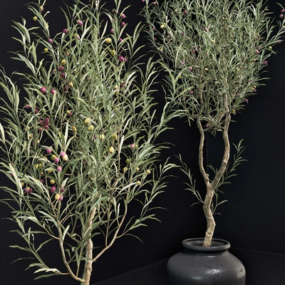 Olive Tree — Ver 5