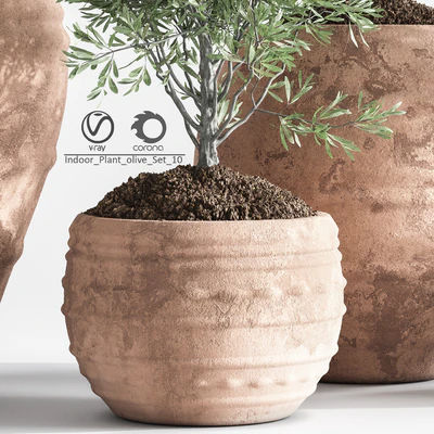 Indoor Plant olive Set 10 — Ver 7