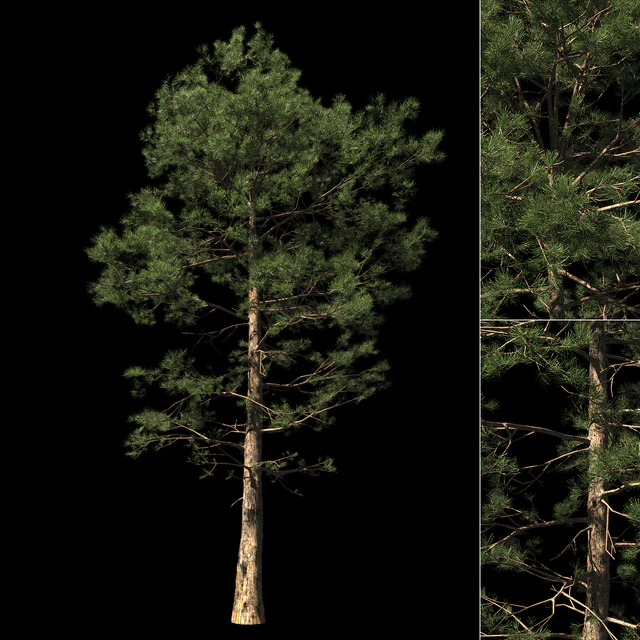 Сосна | Pinus #002 (16.5m) — Скачать
