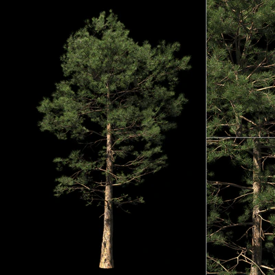 Сосна | Pinus #002 (16.5m) — Вид 5