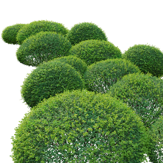 Boxwood 02 — Download